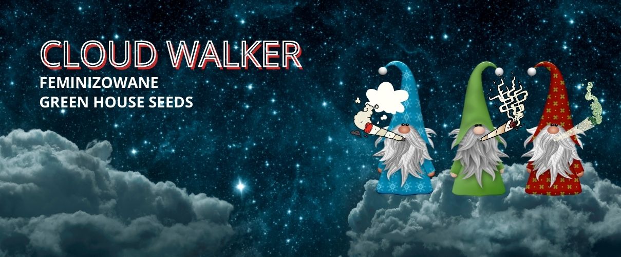 Cloud Walker Feminizowane od Green House Seeds. 
